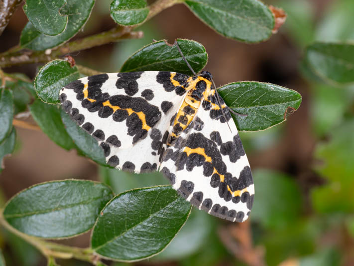 Abraxas grossulariata (Magpie).jpg